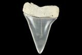 Fossil Mako Tooth - Lee Creek (Aurora), NC #179890-1